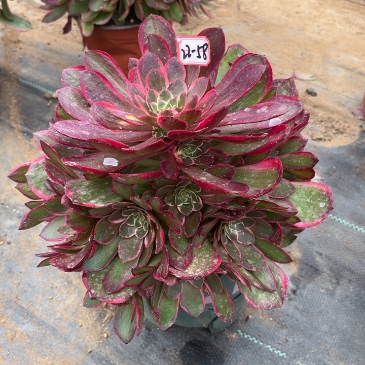22-58粉花妖多肉植物