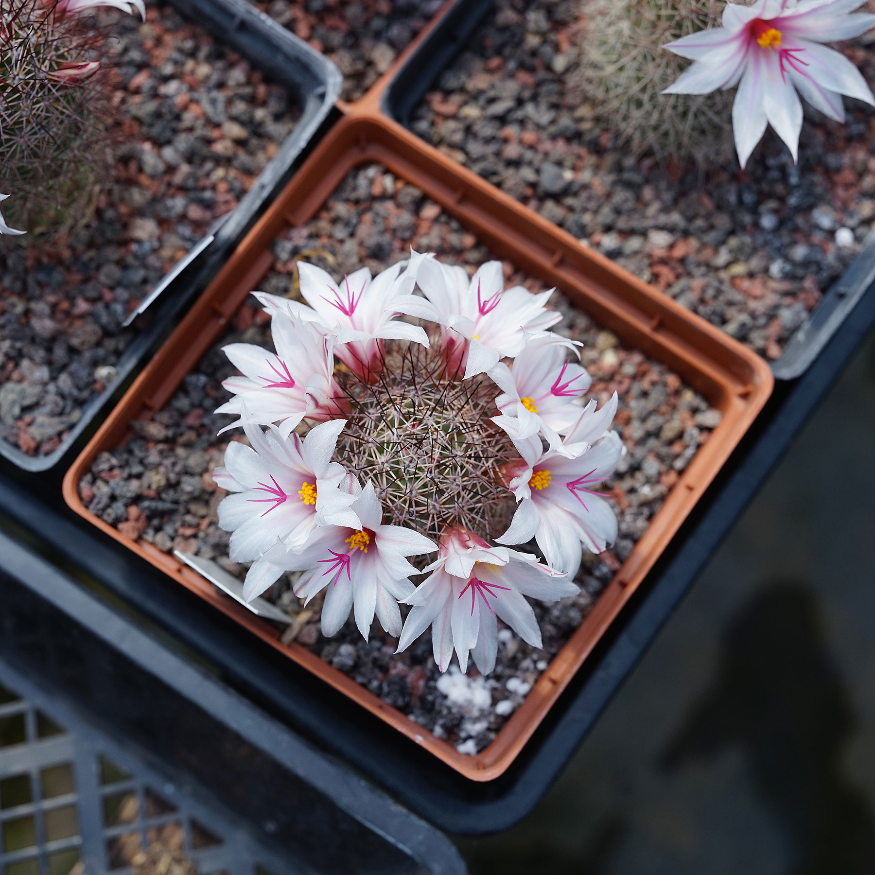 Mammillaria fraileana  秀明玉 仙人球