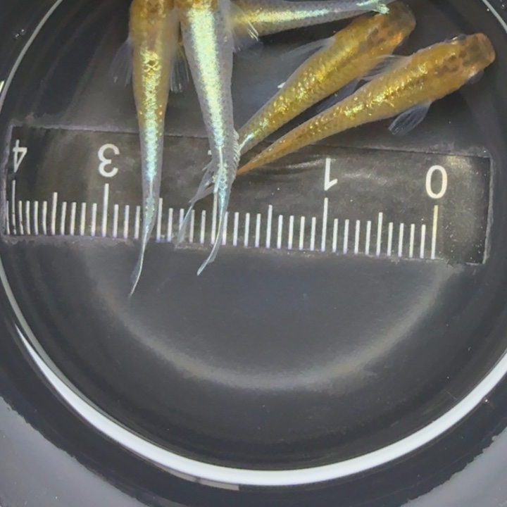 青鳉鱼青铜磷光3号