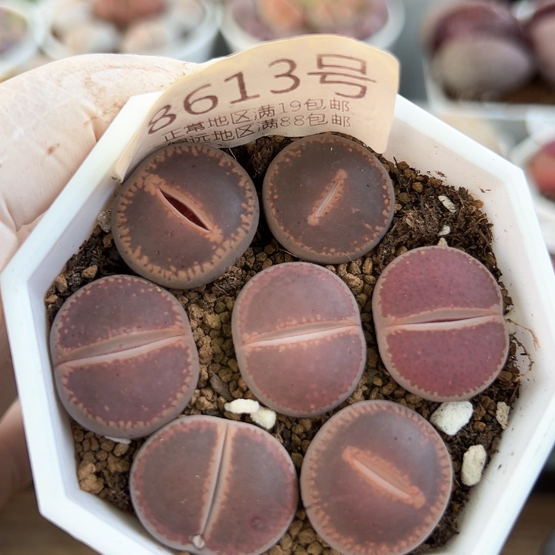 好养易活生石花大母本8613