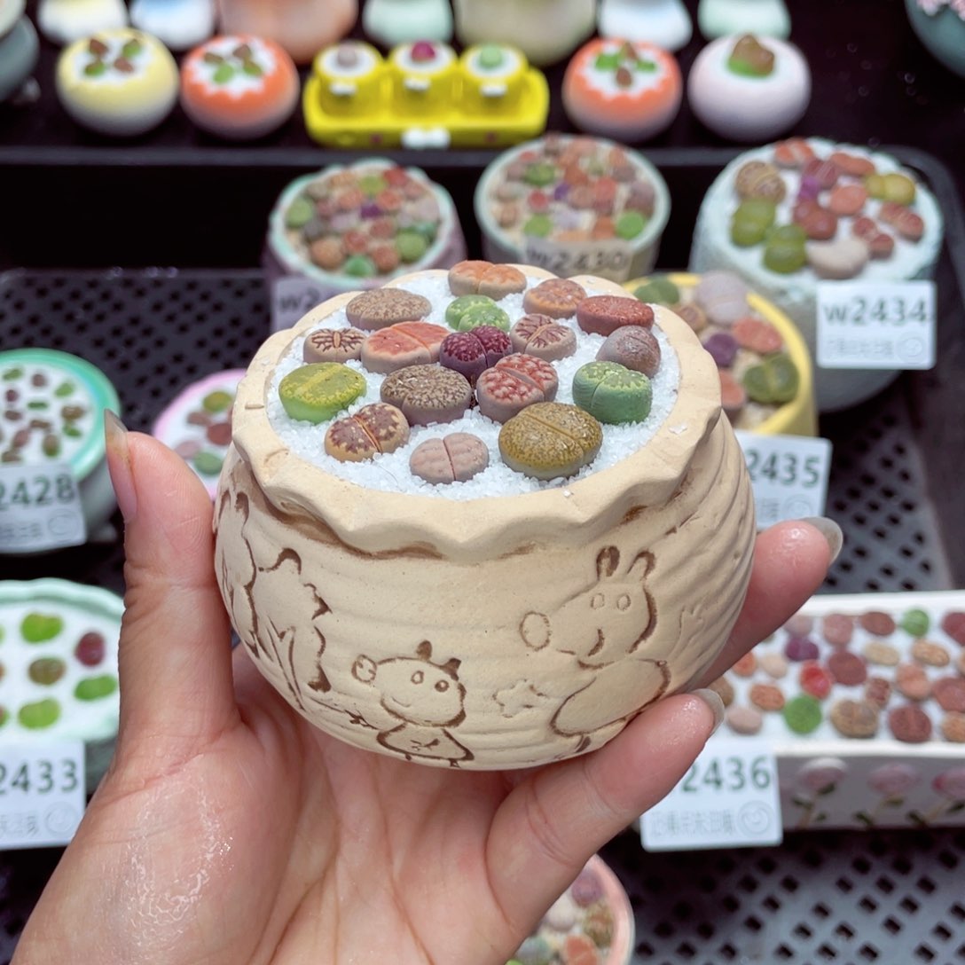 w2439 带盆土发货一物一拍