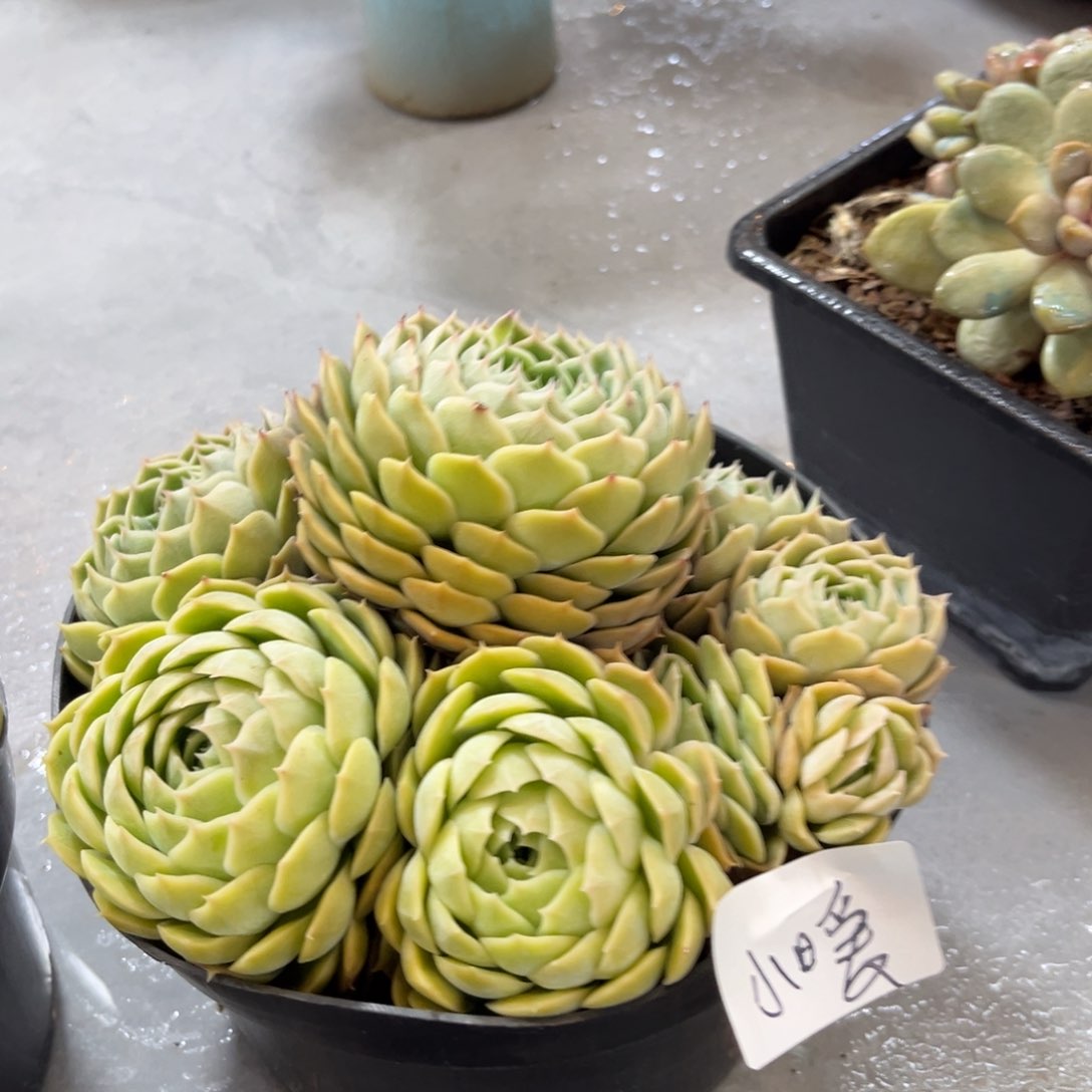 棠颂花卉一物一拍昂小暖