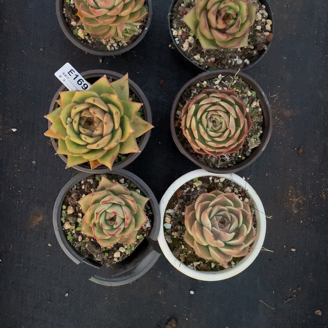 若如东云多肉E169