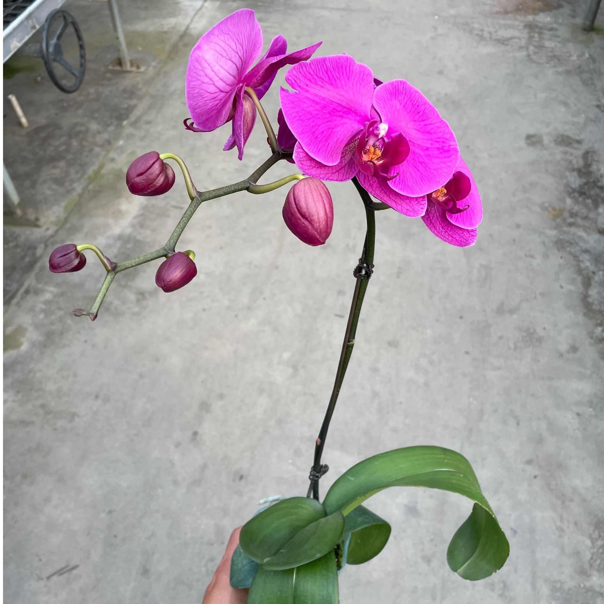 A+【大辣椒】少女感带花带花苞室内前台喜事乔迁送礼蝴蝶兰