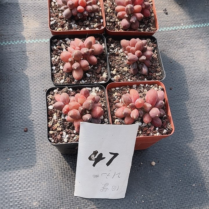 路47密密麻麻买买买