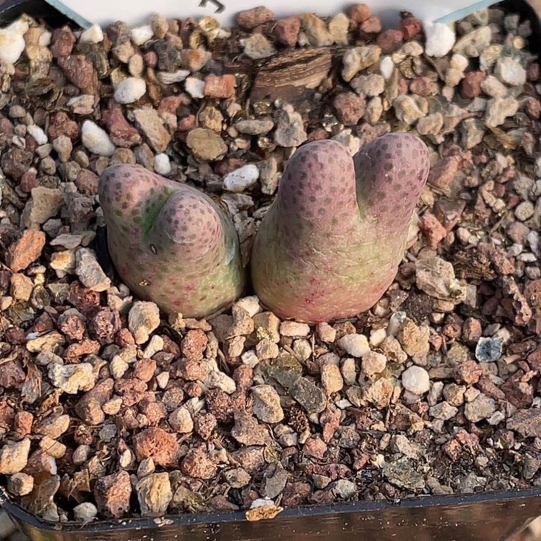 ㅤ***ㅤ2-119肉锥多肉植物