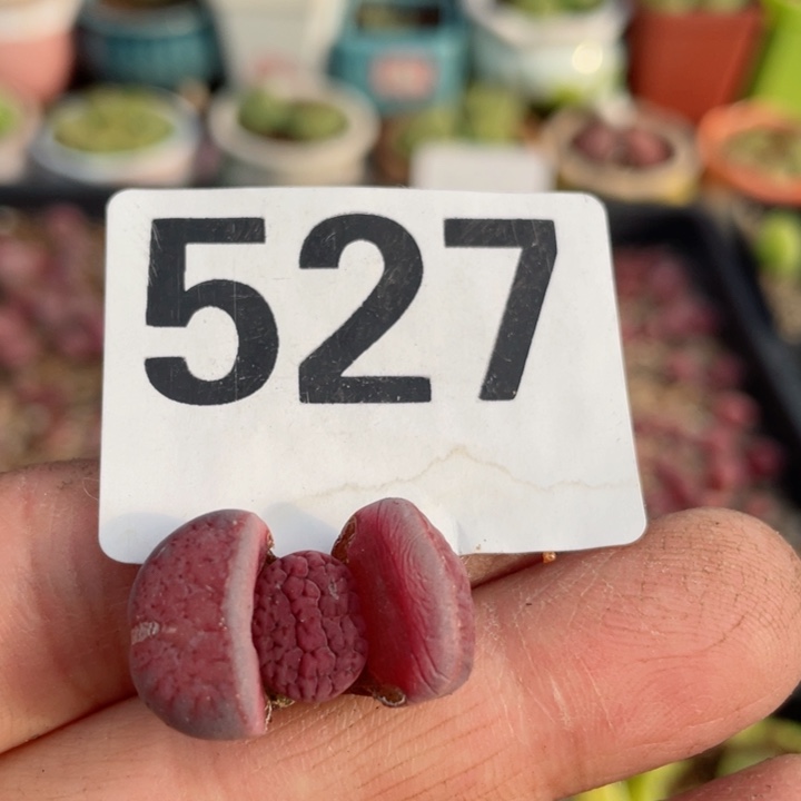 527阿克塞尔玫瑰母本一颗