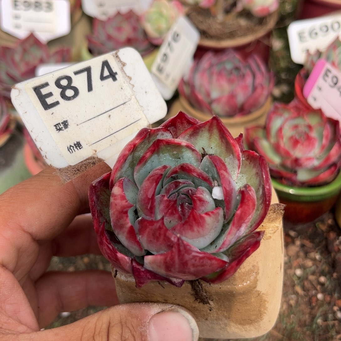 惊鸿一瞥874号多肉