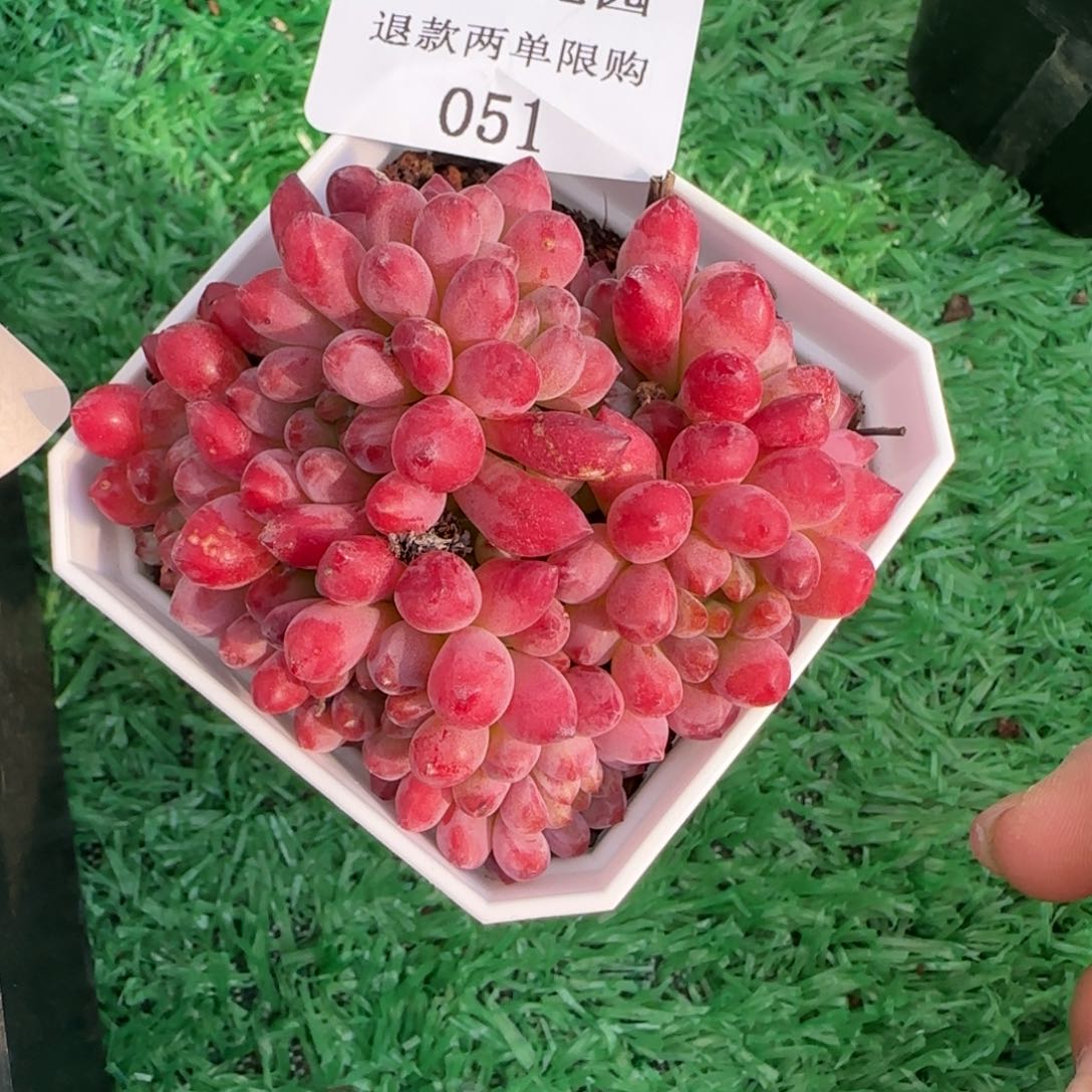 多肉很小看清楚下单拒绝非品质售后51