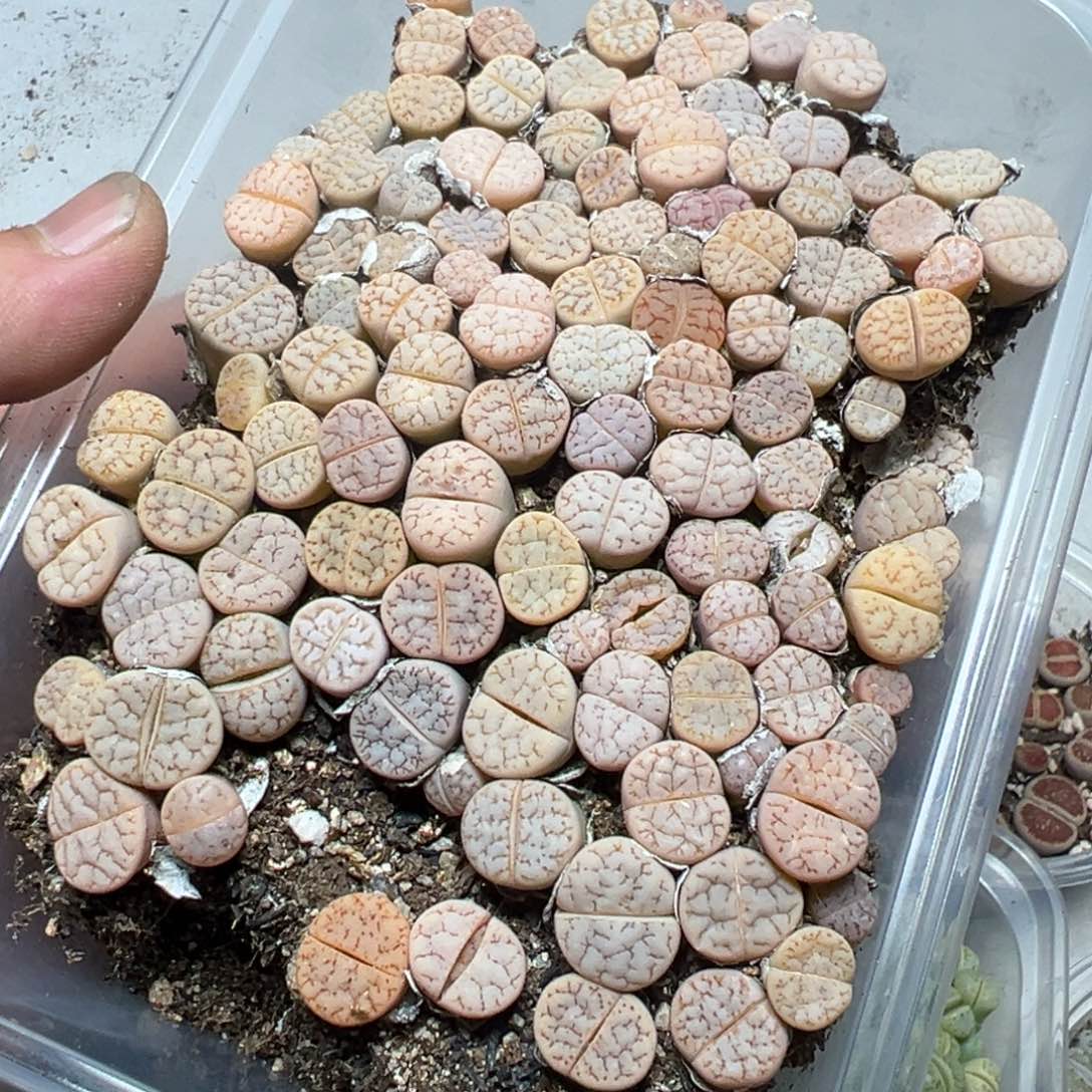 【闪购商品】 627。     