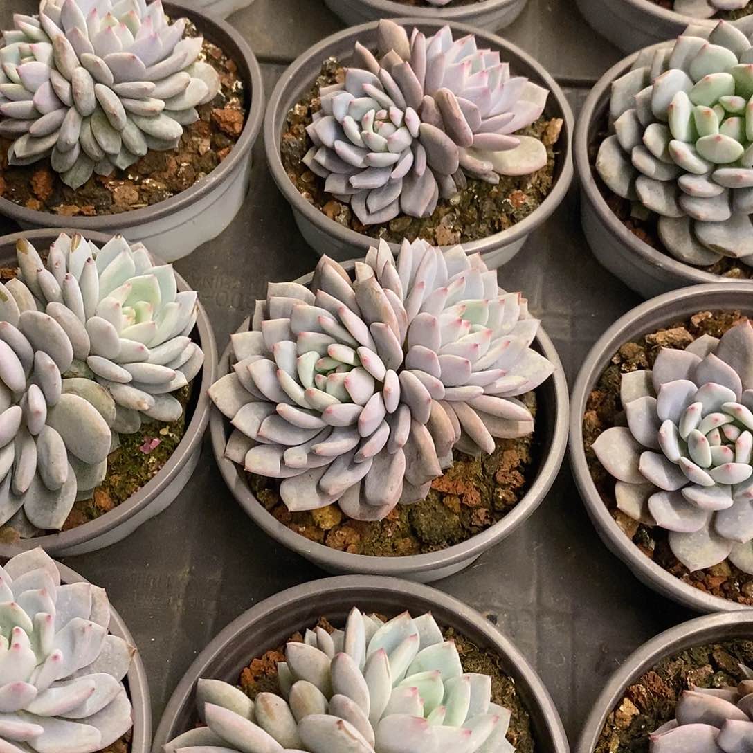 17。双头星星橙。福利多多