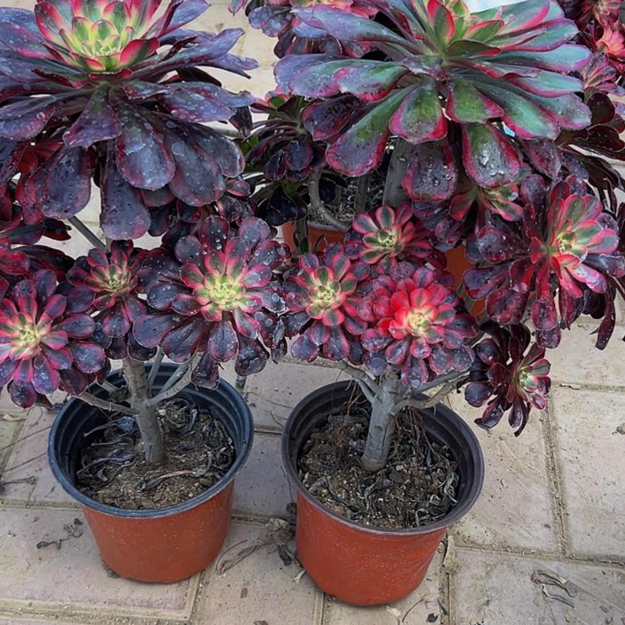 【闪购商品】海****?多肉植物424，425丽娜。 