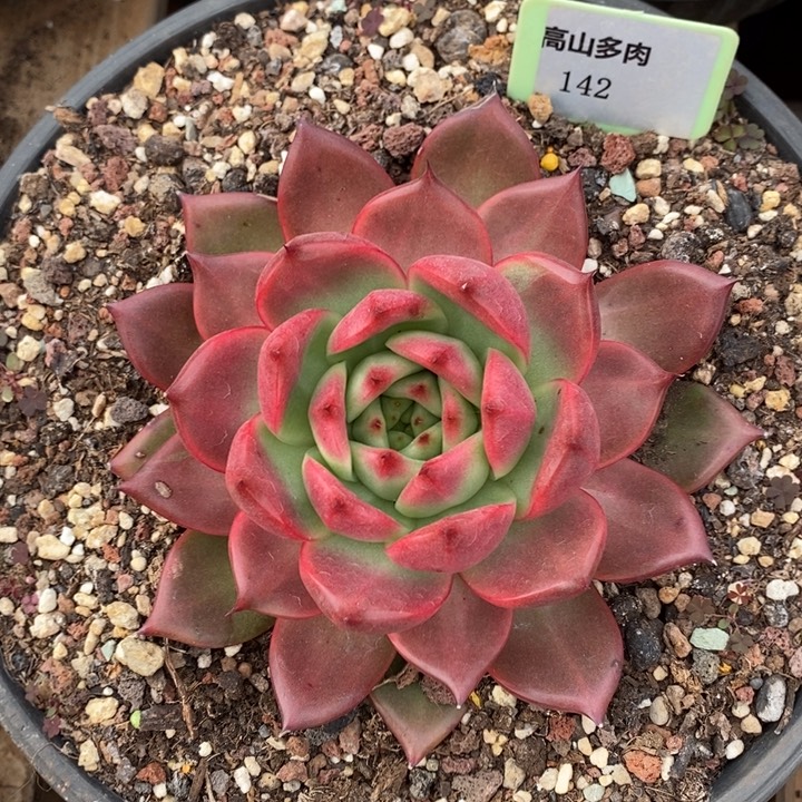 D142- 直播福利 红钻