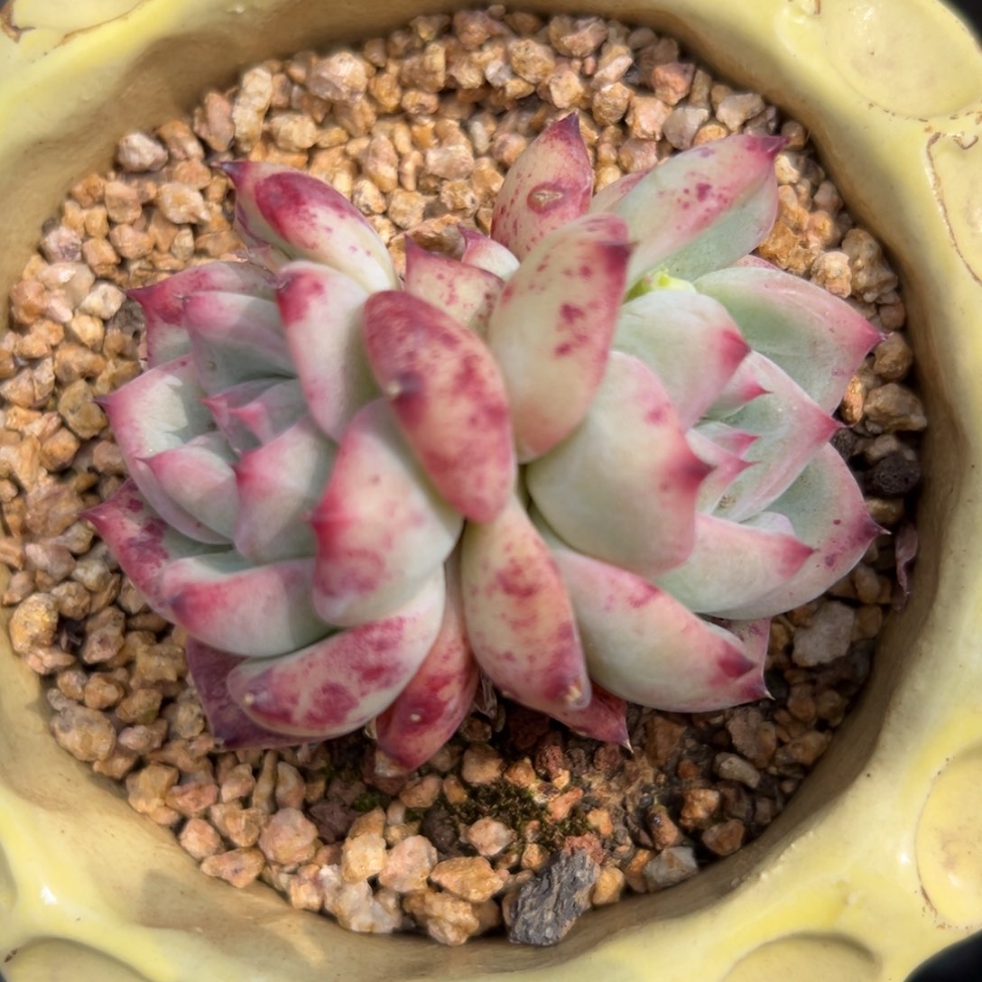 白拉糖精控多肉一物一拍