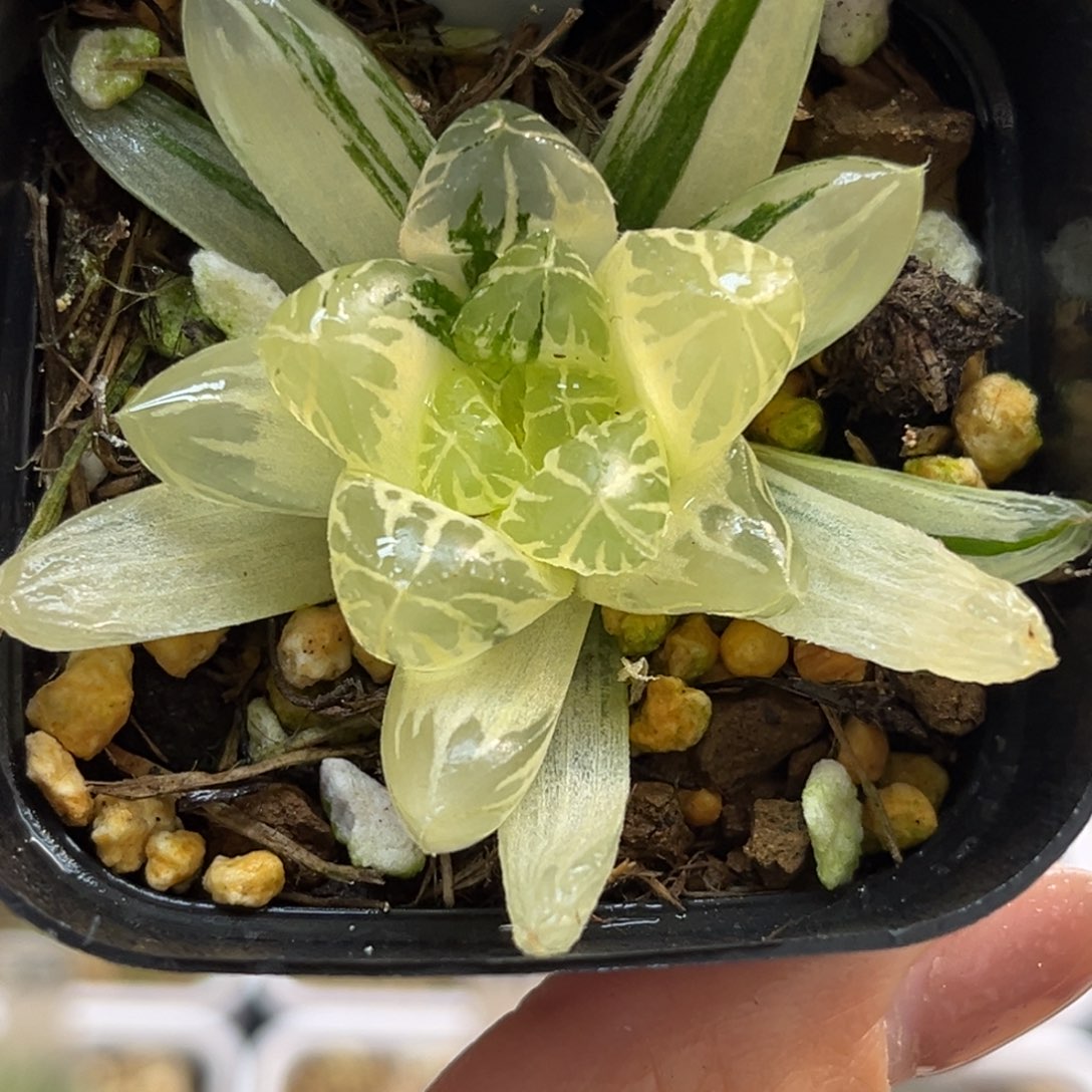 33糊斑趋势红太阳玉露锦福利专场