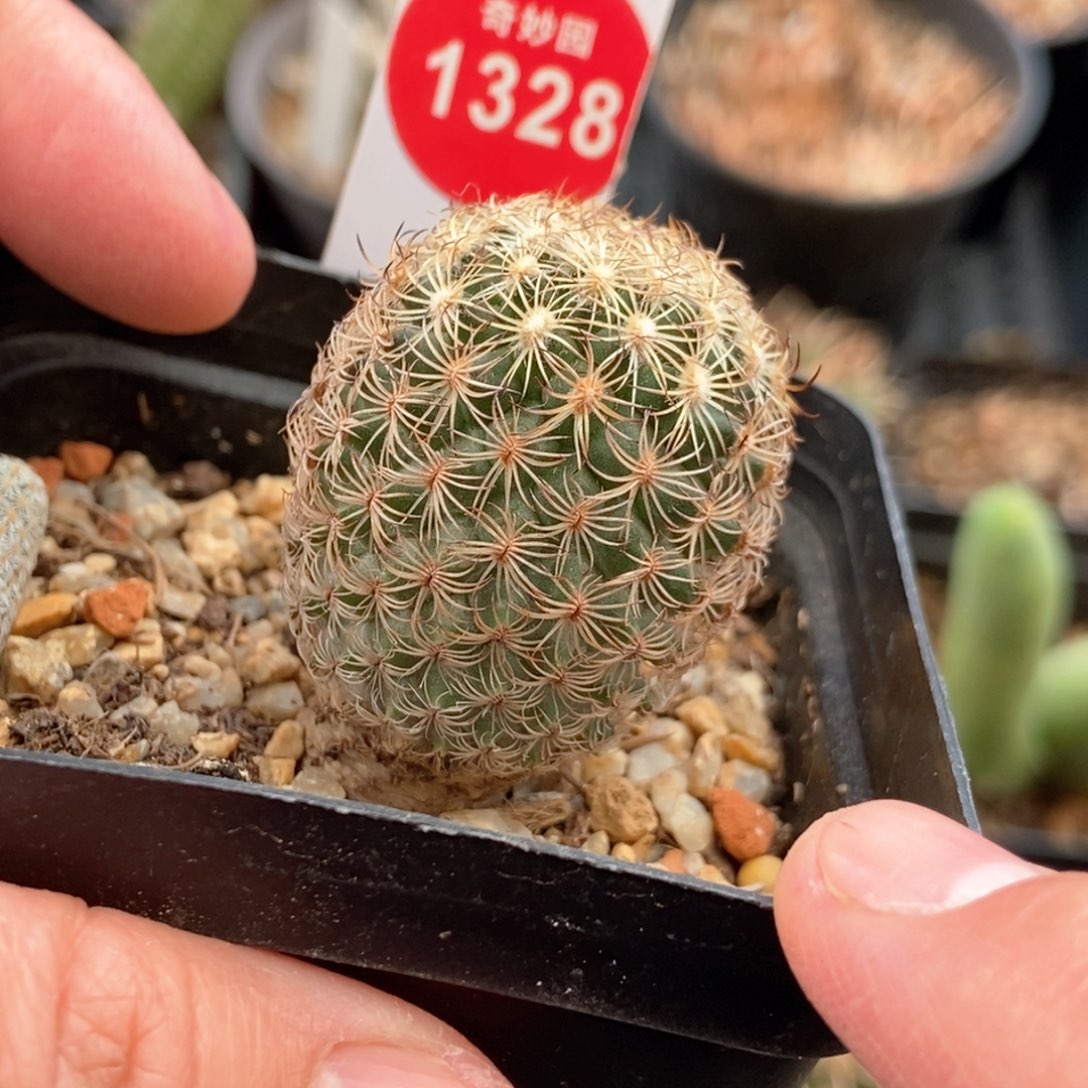 实生伊莎贝拉娇丽2.9cm