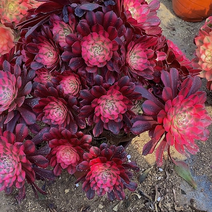 多肉红铜白457多肉