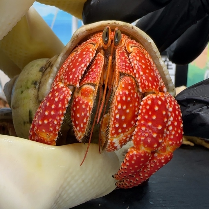 A78满色斐济草莓3.0cm口径