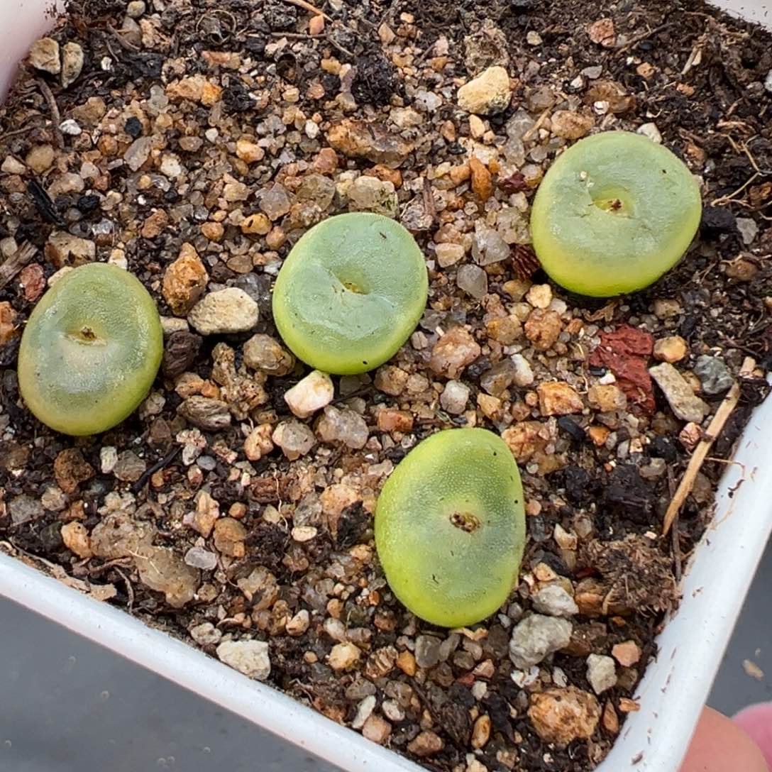 1.26好看的多肉828