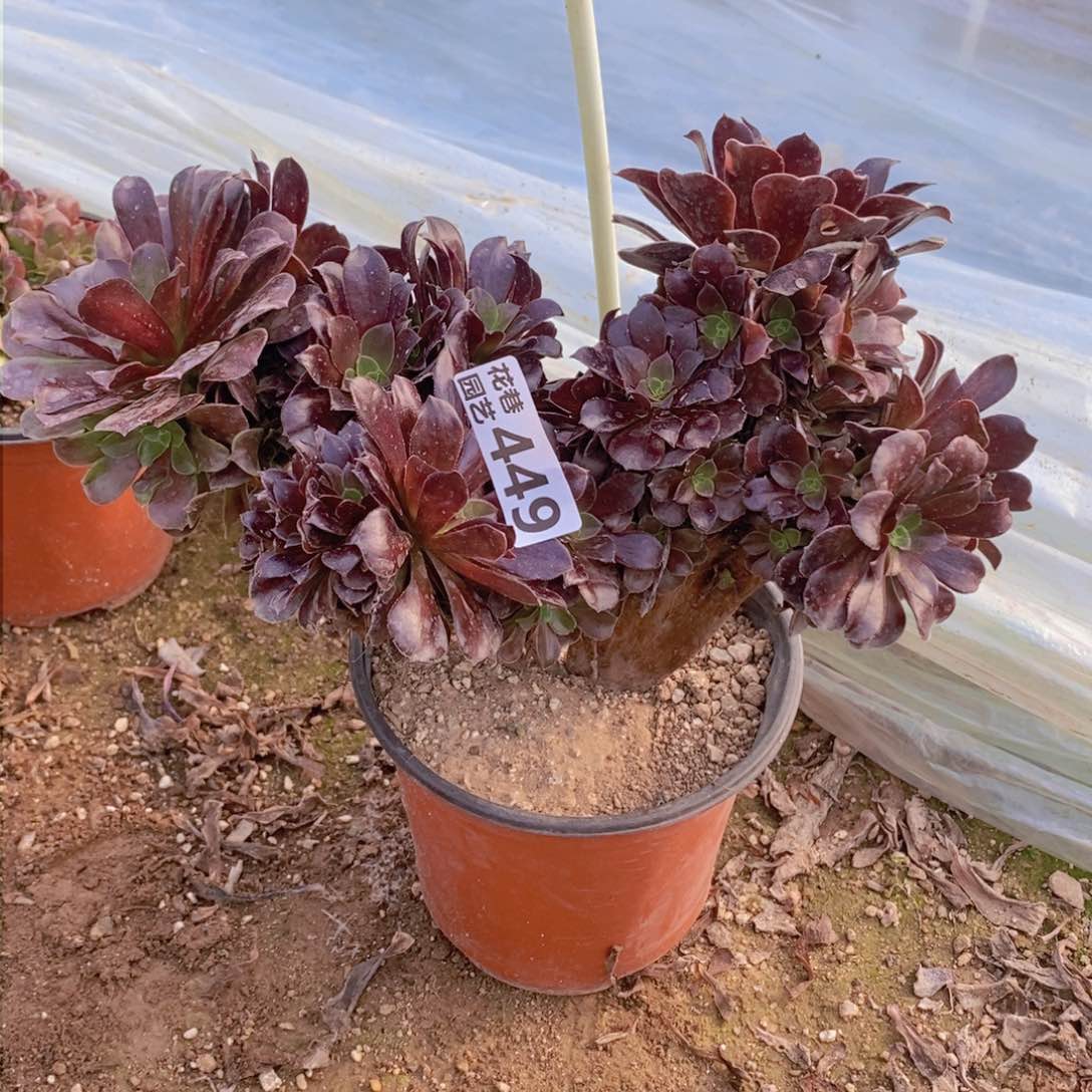 449 号一物一拍多肉植物