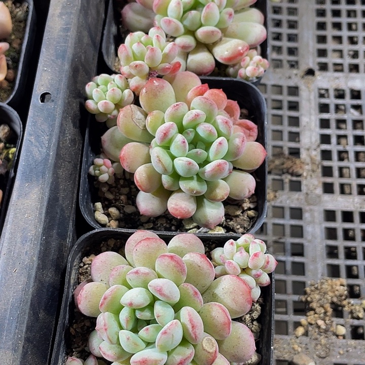 大萌豆带盆土发货