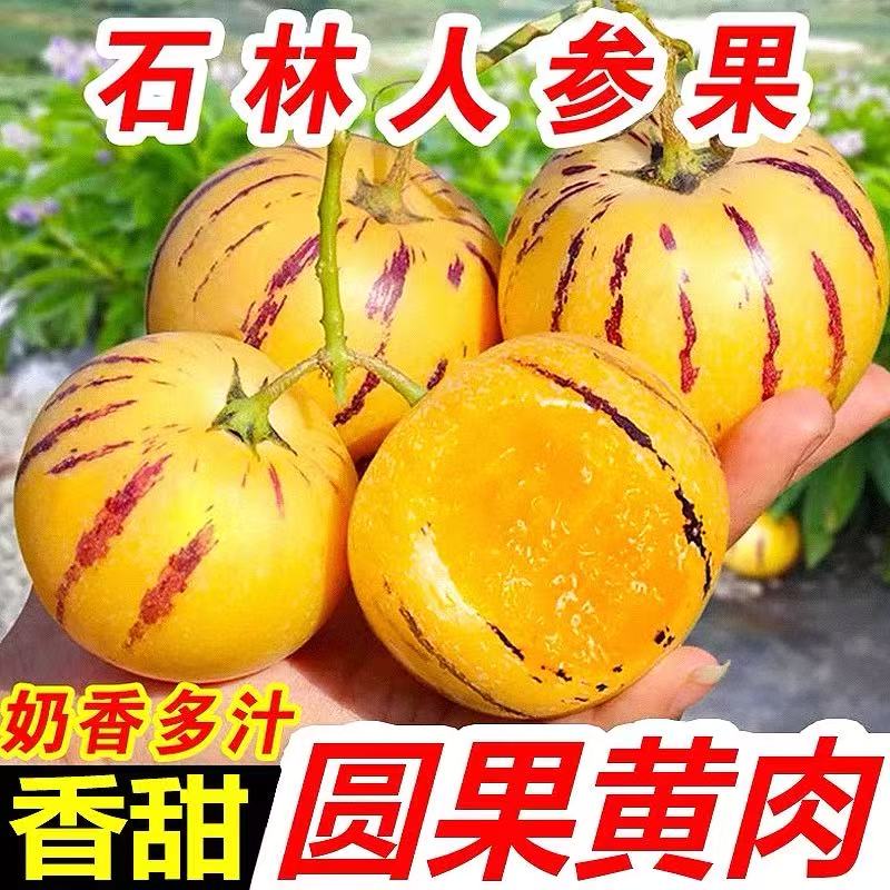 【夏季开园福利】云南石林人参果自然熟圆果4.5-5斤清甜低糖水果3