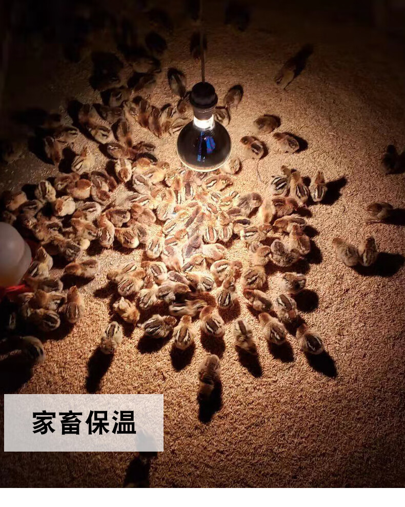 家禽养殖小鸡保温灯