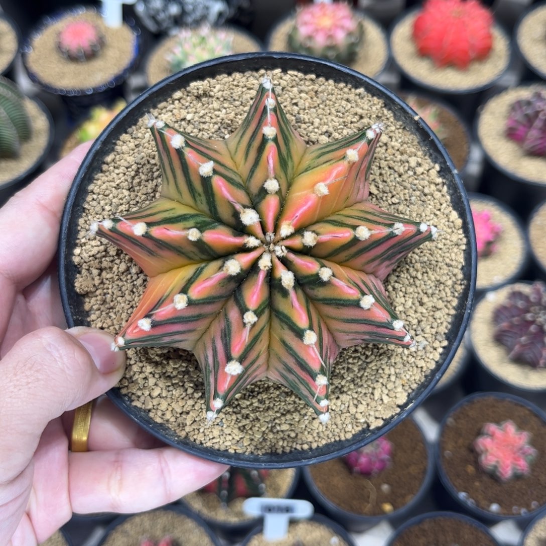 实生根箭头纹肋骨锦——-