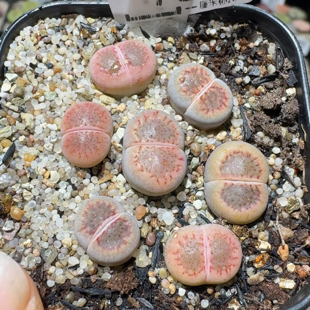 Sss清货价便宜出732