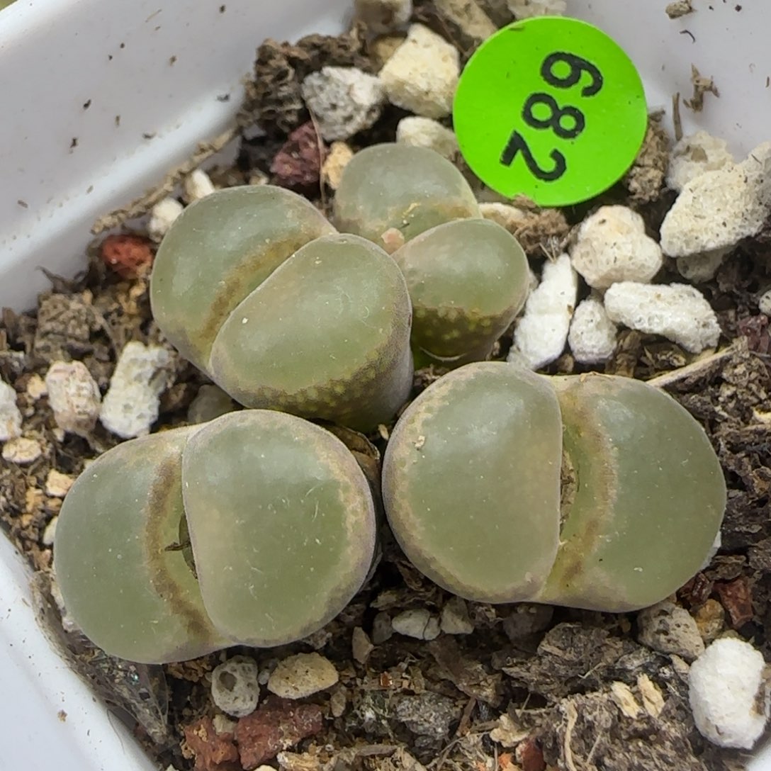 漂漂亮亮多肉植物682