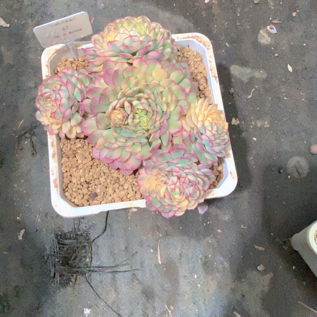 飘***玫瑰锦多肉植物老桩