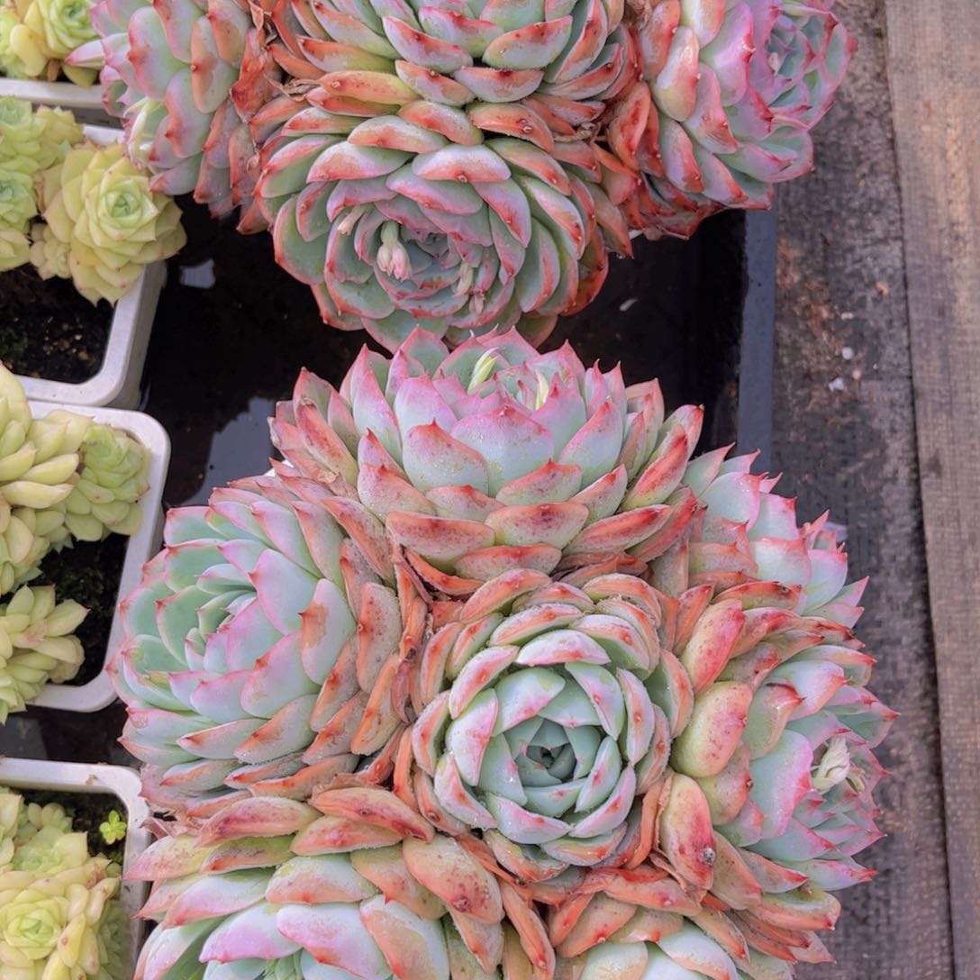 侧影无砍一颗托土发货