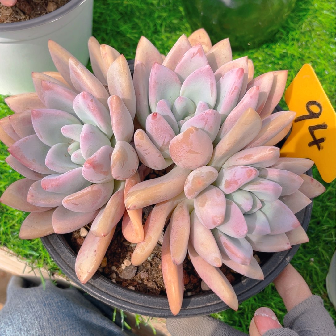 奥普8888888888多肉