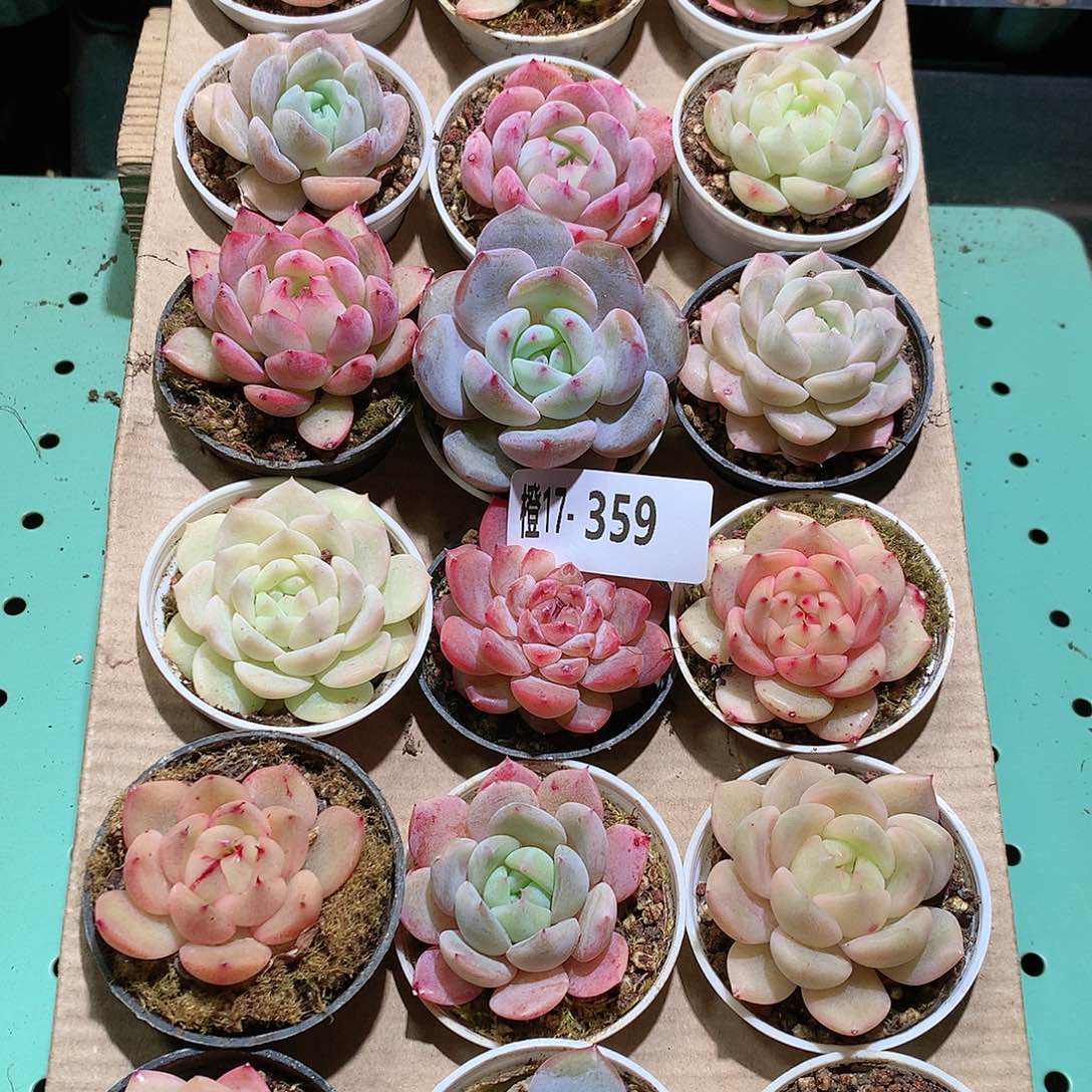 17-359一物一拍带盆18颗