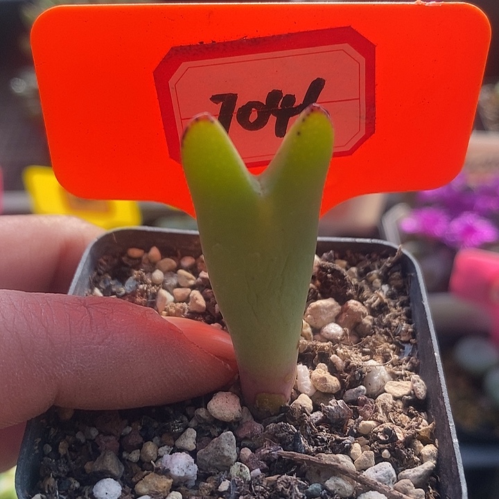 今天下午就回来的时候7046