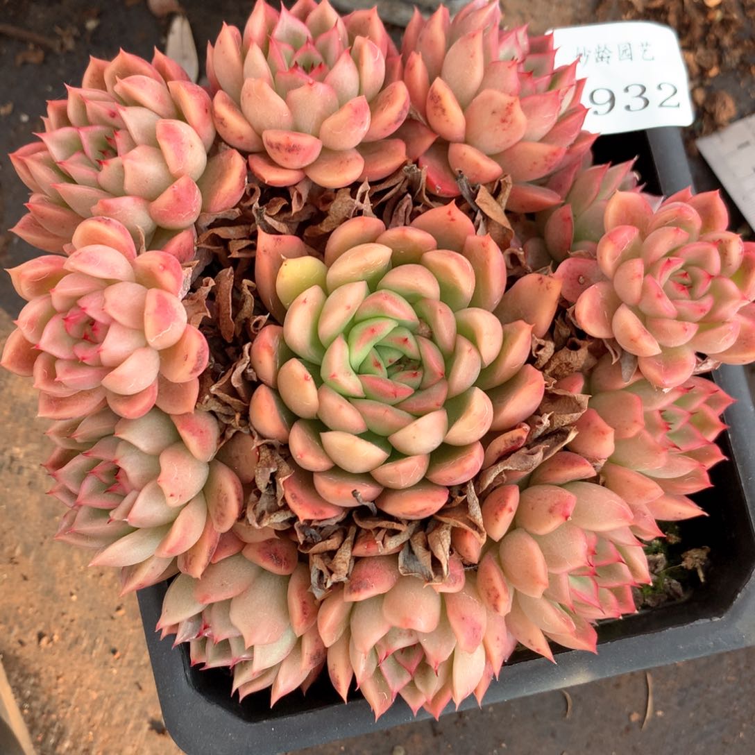 6932不包整散掉头不售后