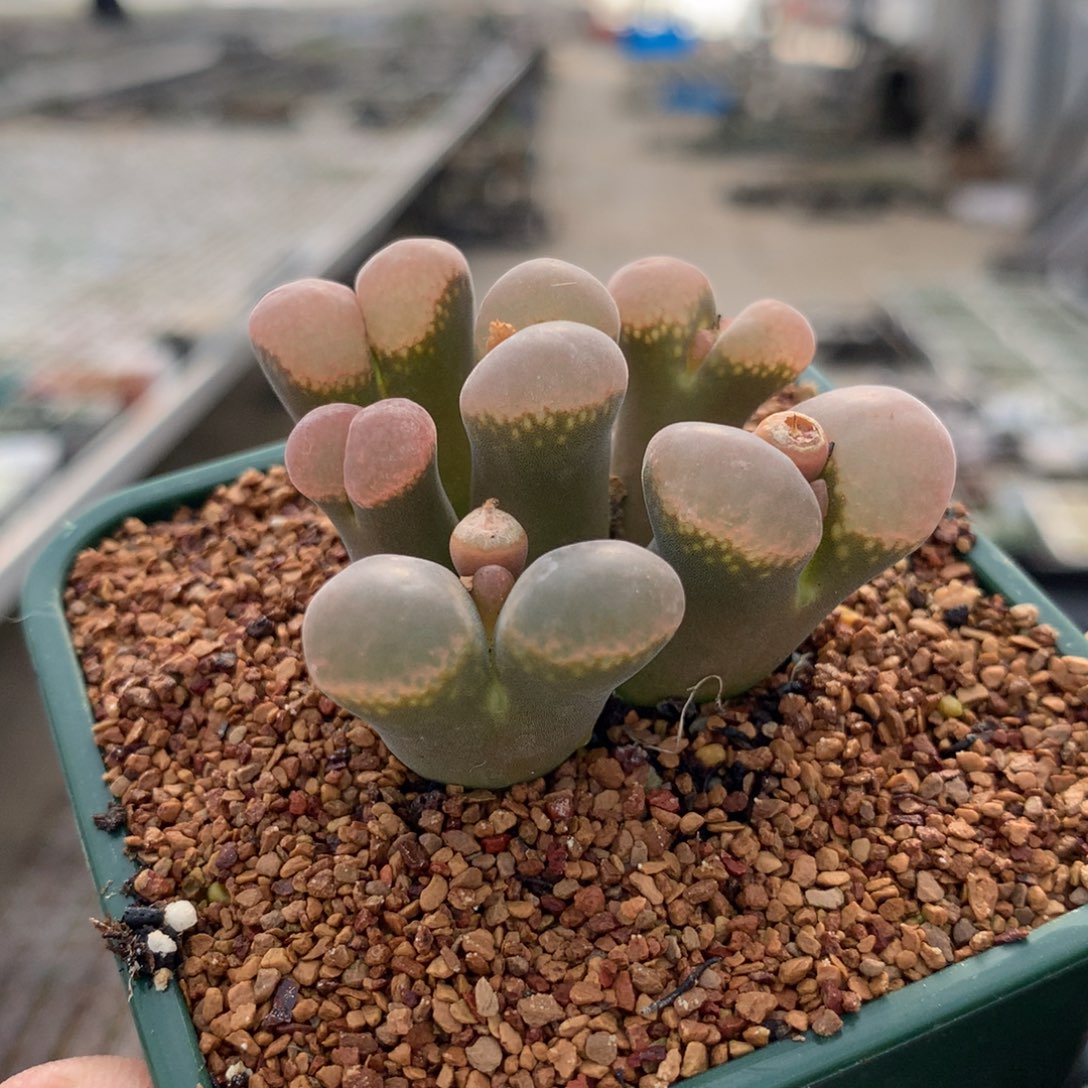 柴**?056号红风铃母本一颗