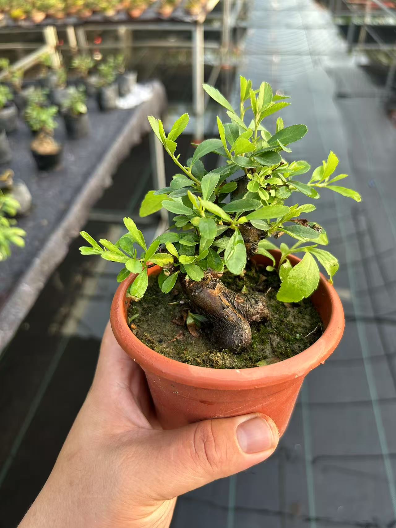 矮霸火棘小盆景年功桩