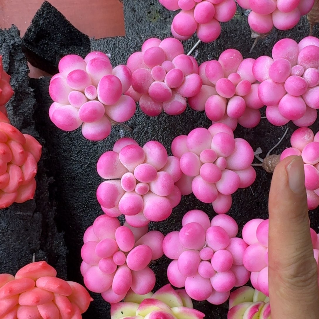 树脂41号哦哦哦哦哦哦哦