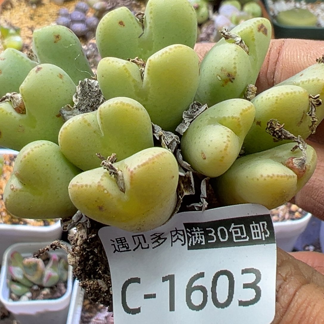 多肉植物11111111111