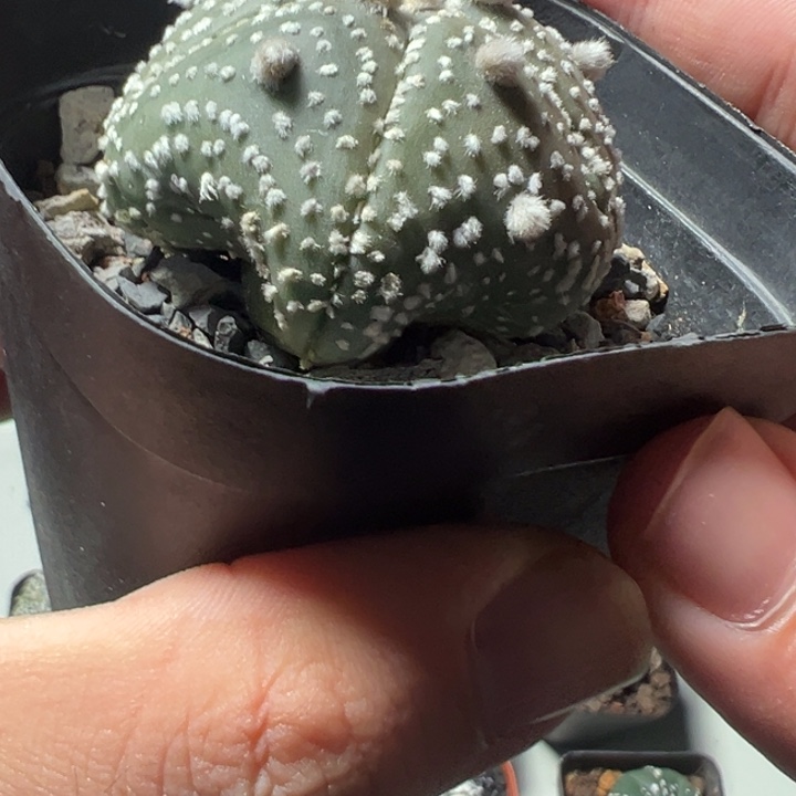 兜球竞拍不退不换