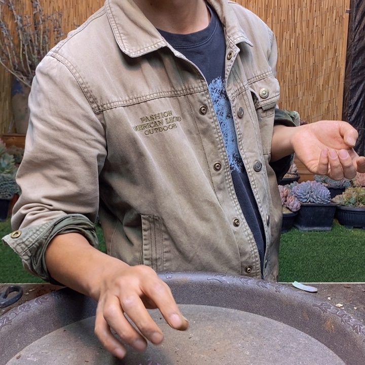 畅***宝378号虞美人多肉植物