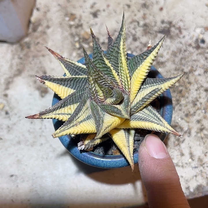 满38包邮2天凑单，脱土晾根发货多肉植物