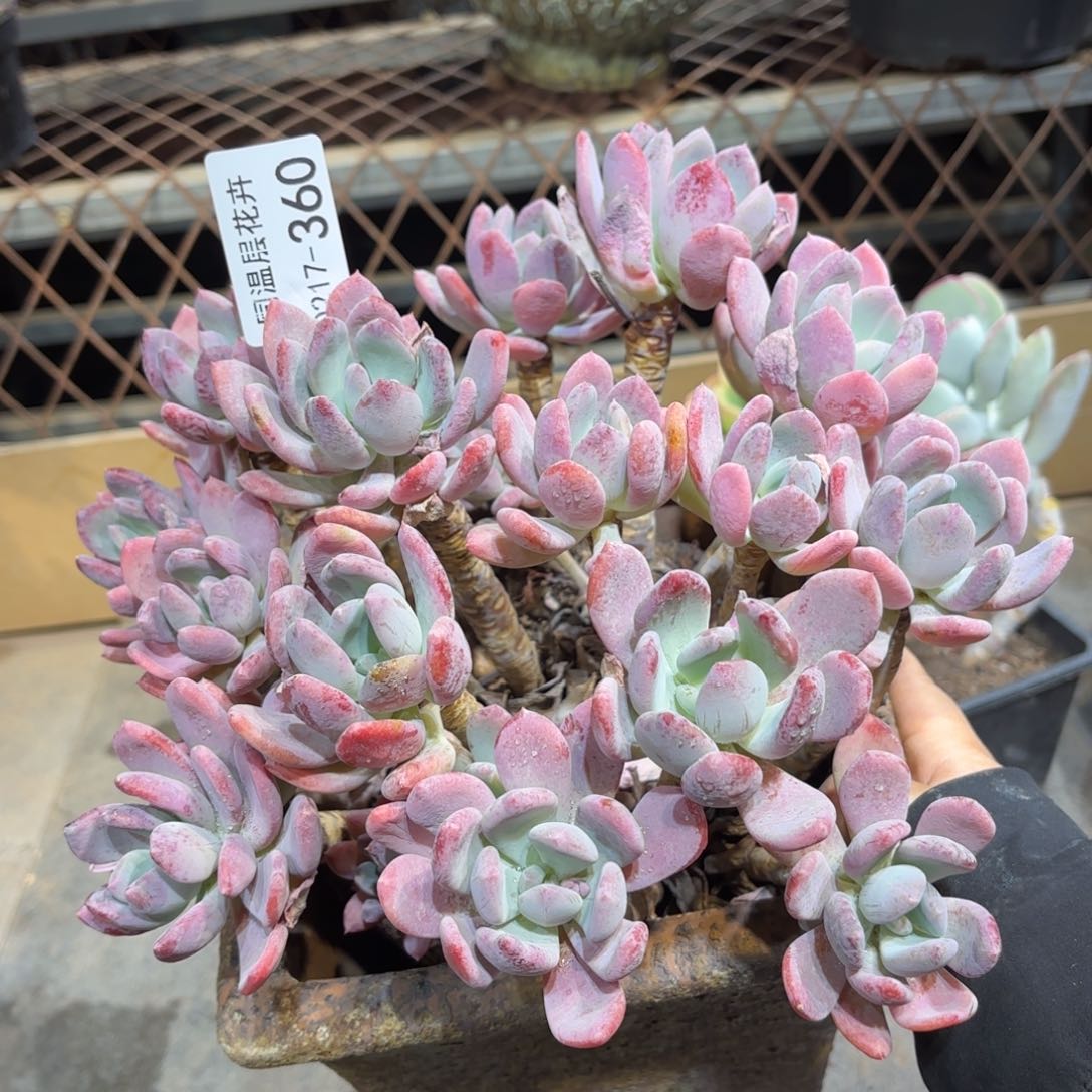 同温层多肉灰姑娘360