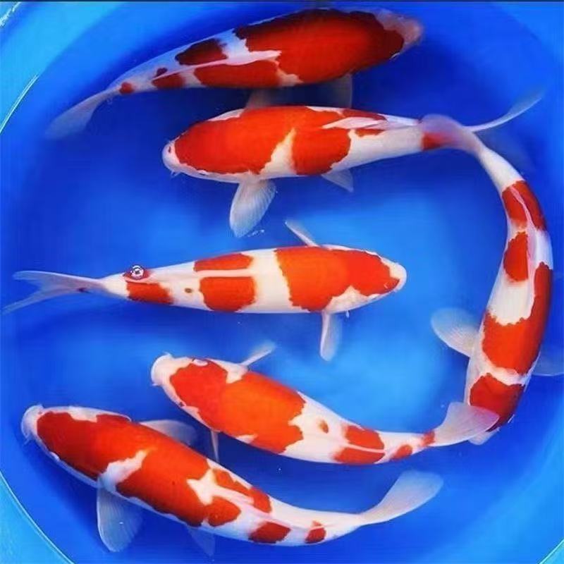 （包邮）大三家锦鲤直播链接