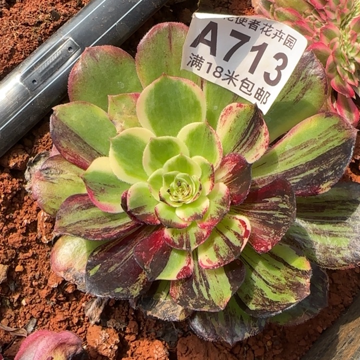 多肉法师伯爵朵朵