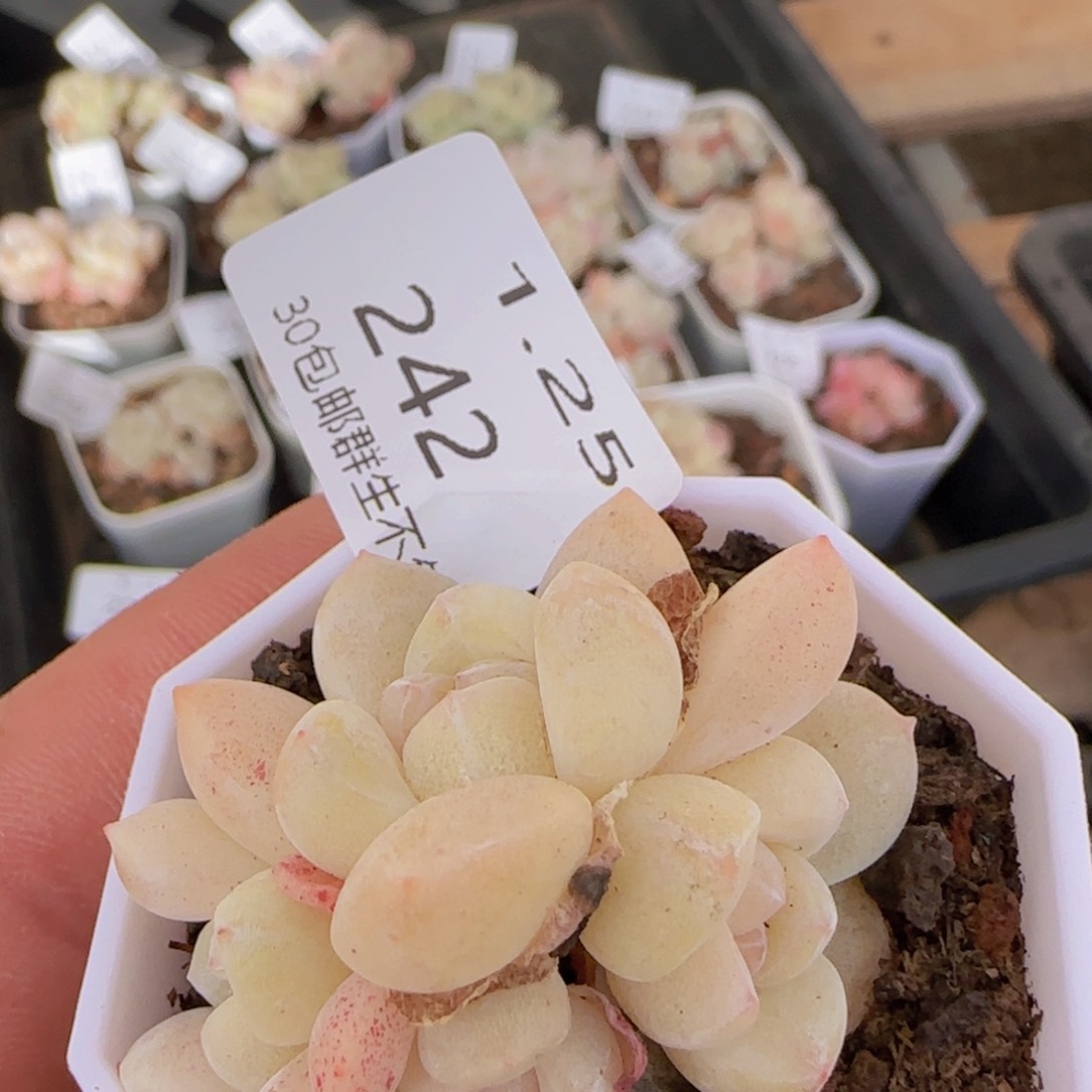 四头白体冰玉一颗脱土