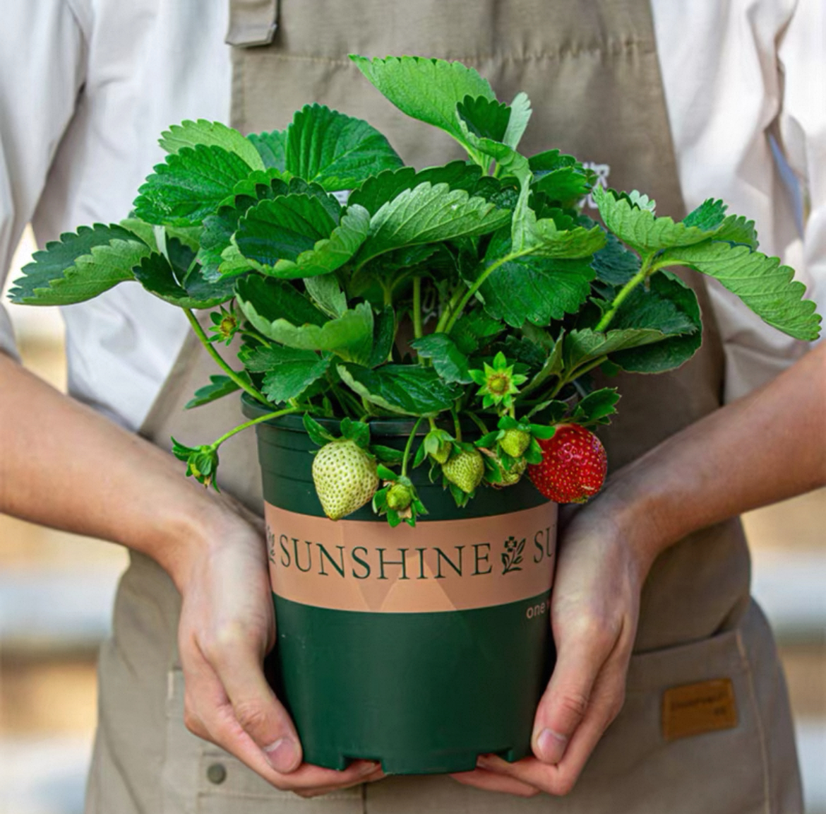 【带花带果】草莓绿植盆栽四季种植奶油草莓苗适合阳台庭院栽种