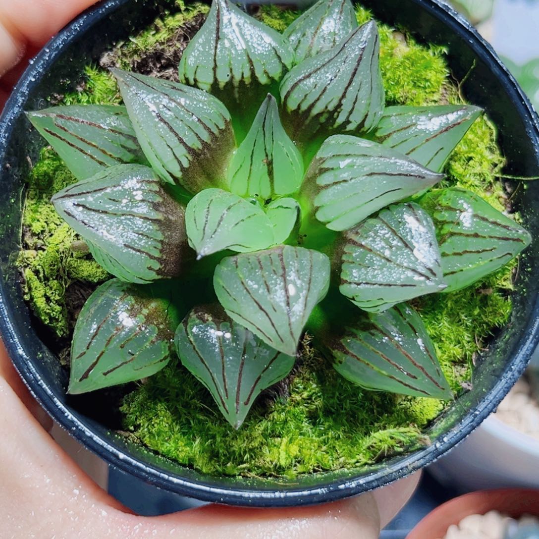 西瓜寿多肉植物6666