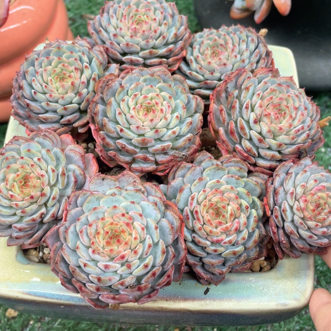 白胖子一物一拍28包邮非偏远
